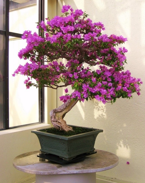 Note about Species: Many of today's bougainvillea are the result of 